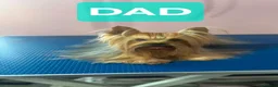 Yorkshire Terrier dogs for sale: Lovely puppies for sale  - Advert 2