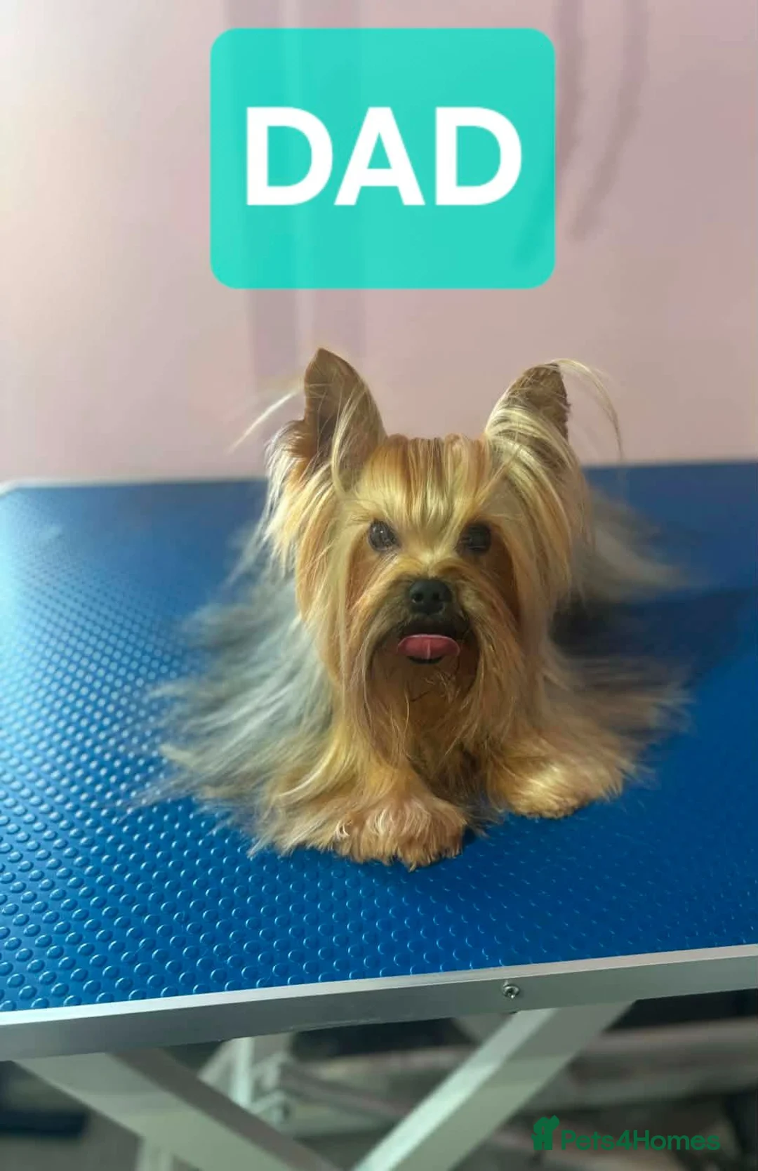 Yorkshire Terrier dogs for sale: Lovely puppies for sale  - Advert 2