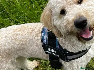 Goldendoodle dogs Billy F2 Goldendoodle - Advert 1