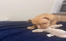 Mixed Breed dogs for sale: Staff puppies for sale!!!!! Weened and Ready now!! - Image 12