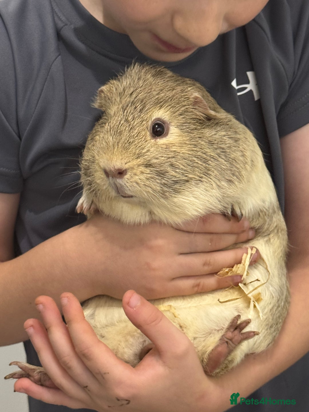 Guinea Pig rodents for sale: Two guinea pigs with setup  - Advert 2