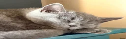 British Shorthair cats for sale: Two gorgeous BSH little ladies available now.  - Advert 8