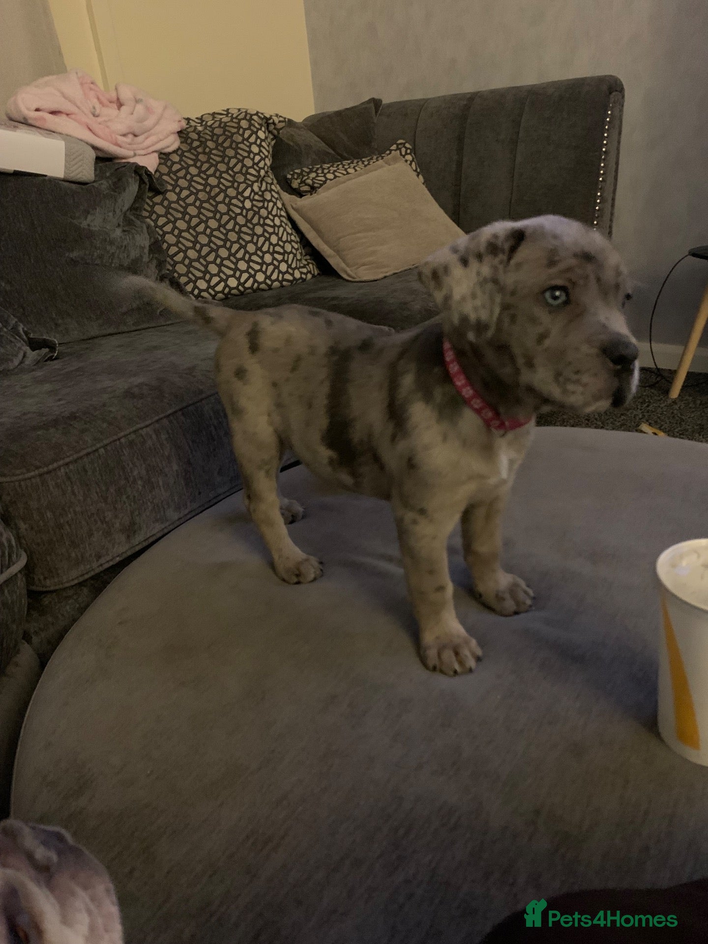 Cane Corso dogs Cane Corso Merle - Advert 1