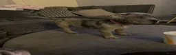 Cane Corso dogs for sale: Cane Corso Merle - Advert 1