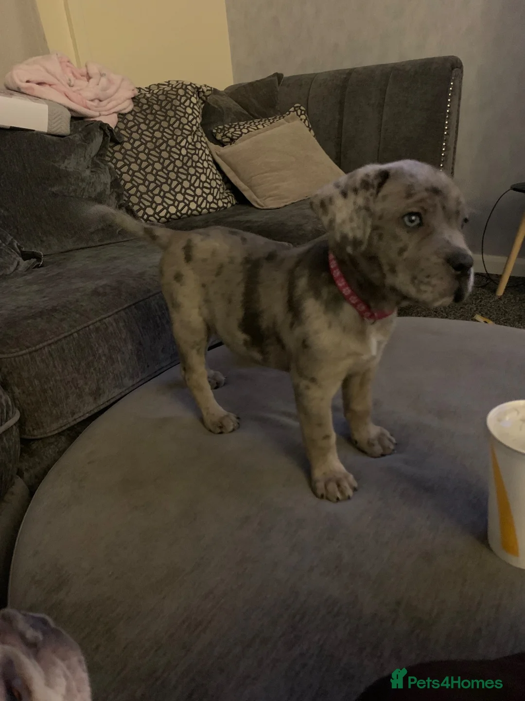 Cane Corso dogs for sale: Cane Corso Merle - Advert 1