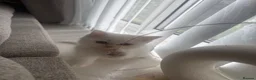 Scottish Fold cats for sale: 3 beautiful scottish straight kittens 🐱  - Advert 17
