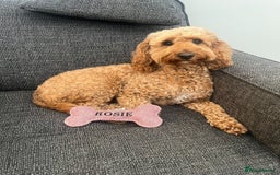 Mixed Breed dogs for sale: 4 Labradoodle Puppies For Sale - Image 3