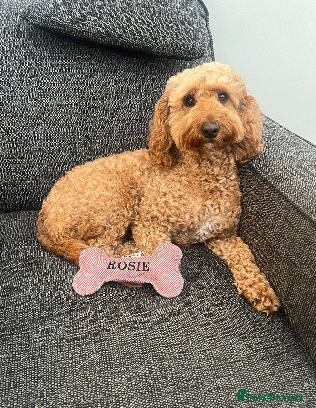 Mixed Breed dogs for sale: 4 Labradoodle Puppies For Sale - Image 3