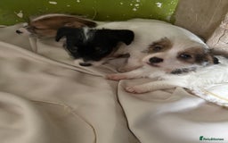 Jack Russell dogs for sale:  jack Russell’s pups 3 rough 1 smooth ready now - Image 6