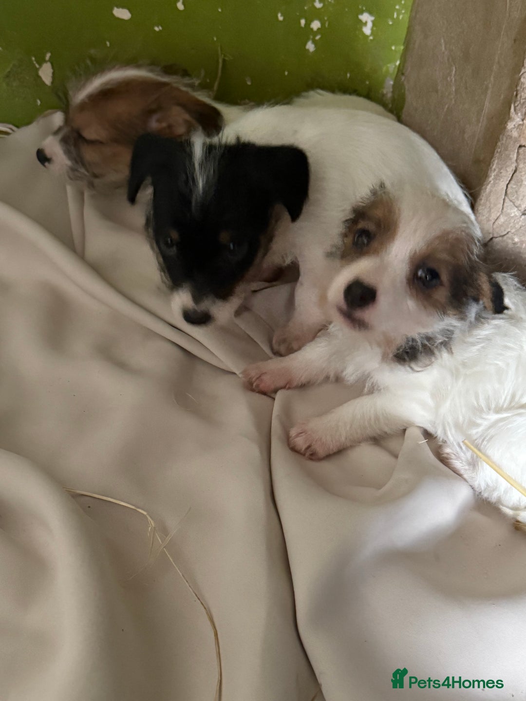 Jack Russell dogs for sale:  jack Russell’s pups 3 rough 1 smooth ready now - Image 6