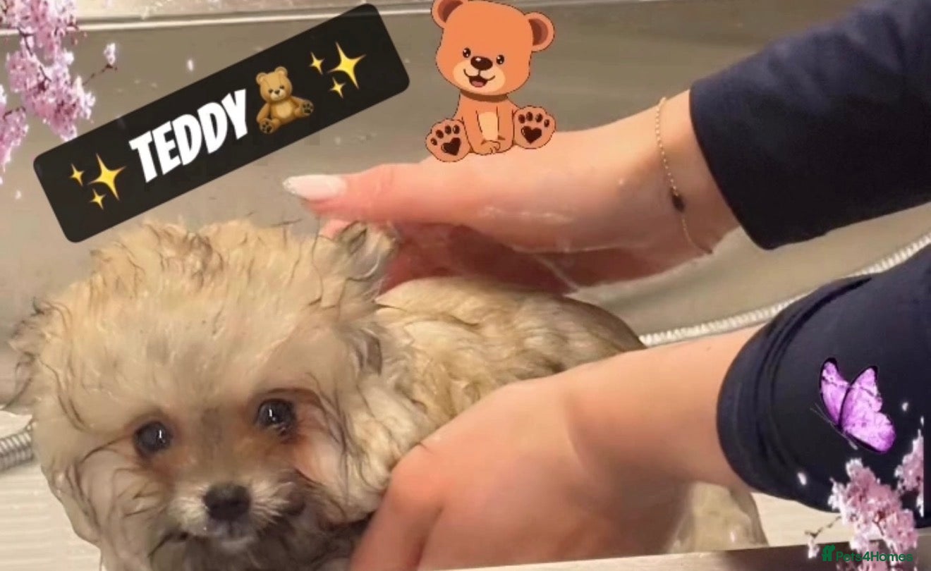 Pomeranian dogs 🏆✨LAST 2🧸SKY🩵BLUE👀 POMS🐶✨ - Advert 2