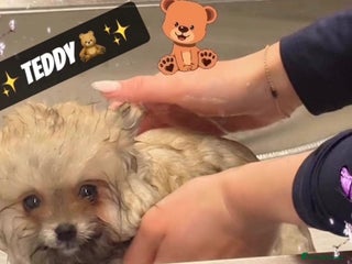 Pomeranian dogs 🏆✨LAST 2🧸SKY🩵BLUE👀 POMS🐶✨ - Advert 2