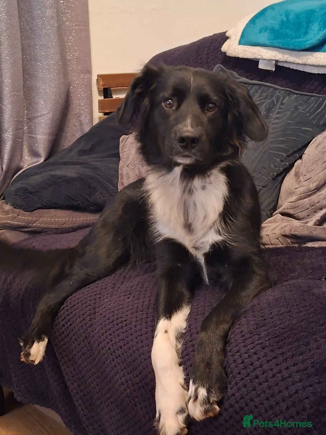 Mixed Breed dogs for sale: German shepherd/husky/springer cross puppies  - Advert 1