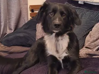 Mixed Breed dogs German shepherd/husky/springer cross puppies - Advert 1