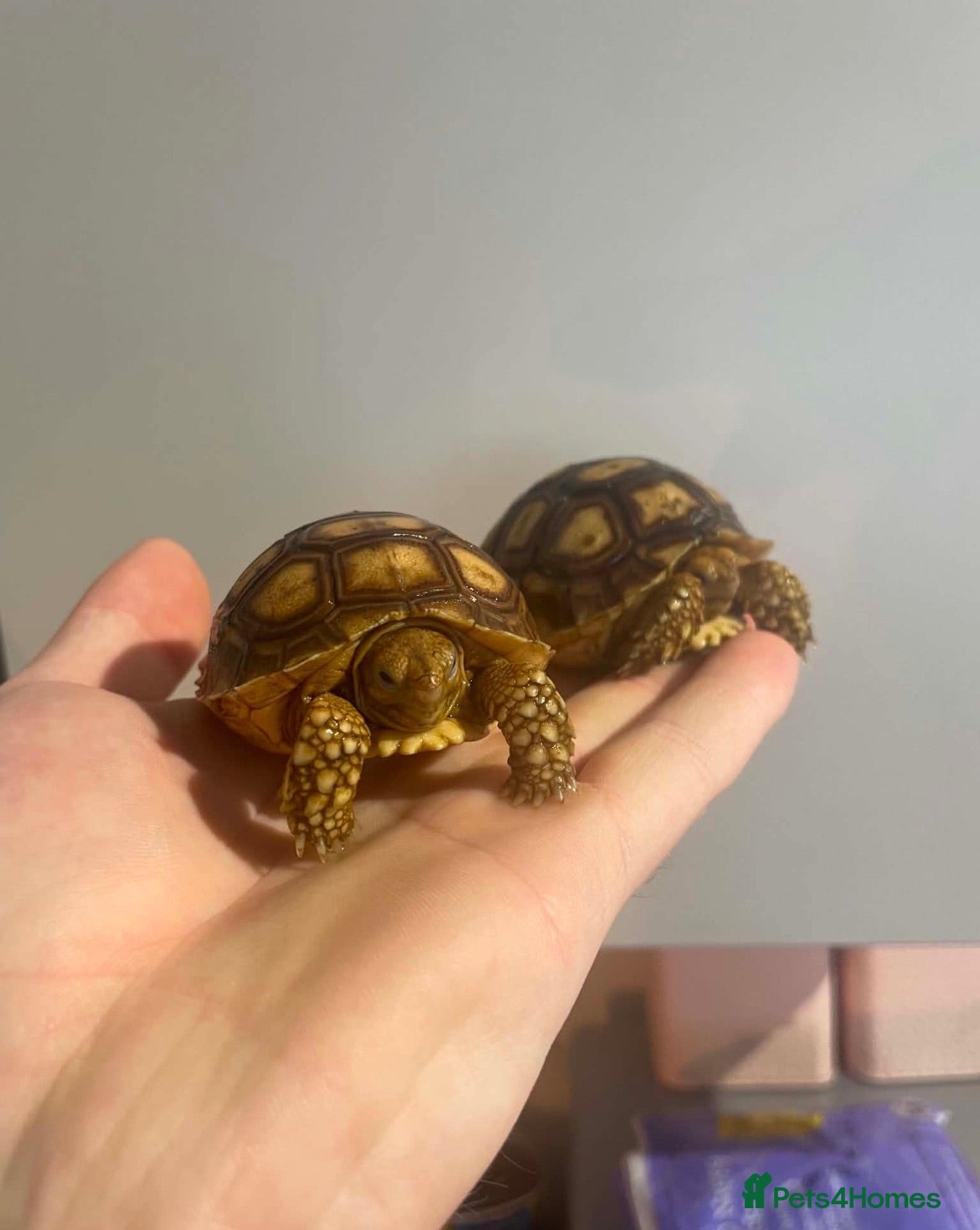 Tortoise reptiles Baby sulcata tortoise  - Advert 18
