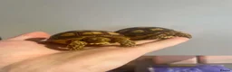 Tortoise reptiles for sale: Baby sulcata tortoise  - Advert 1