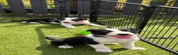 Border Collie dogs for sale: Border collie puppies  - Advert 11