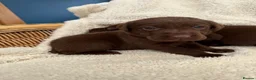 Labrador Retriever dogs for sale: Chocolate Labrador Puppies - Advert 4