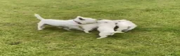 West Highland Terrier dogs for sale: Stunning Health Tested Puppies in Oldham - Advert 3