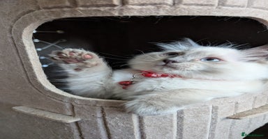 Ragdoll cats - Advert 15