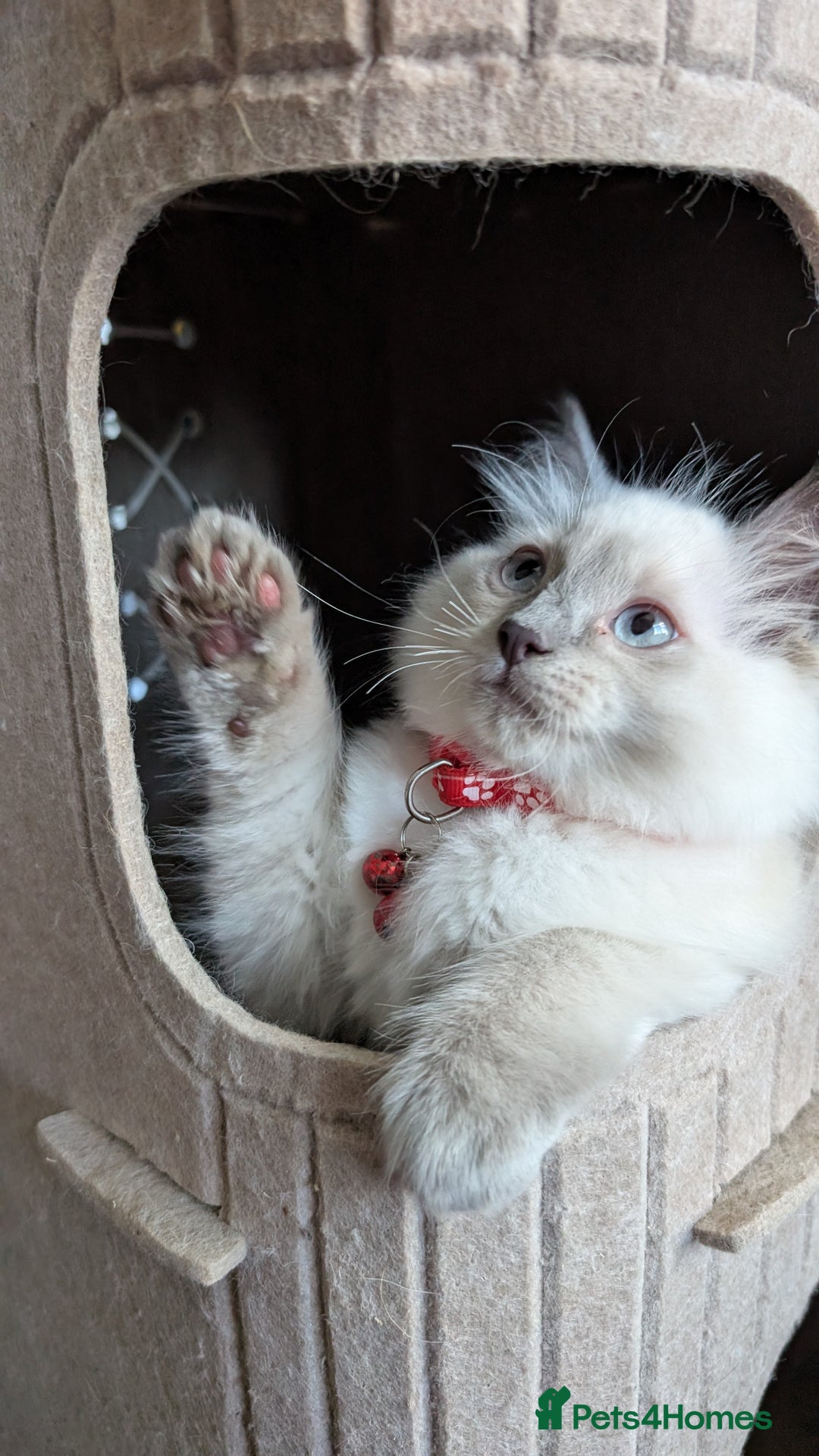 Ragdoll cats for sale: Ragdoll kittens for sale - Image 3
