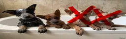 Australian Cattle Dog dogs for sale: 2 Male Australian Cattle Dogs  in Huddersfield - Advert 1