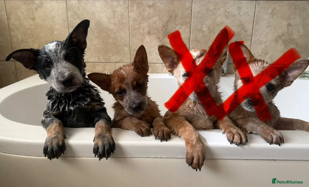 Australian Cattle Dog dogs for sale: 2 Male Australian Cattle Dogs  in Huddersfield - Advert 1