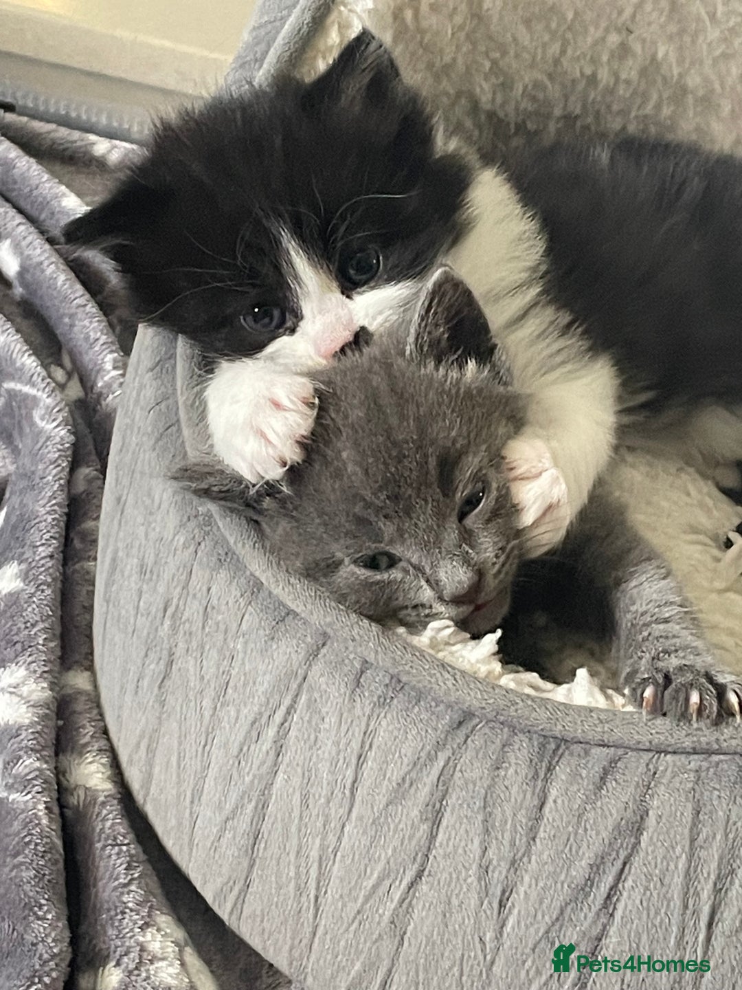 Mixed Breed cats for sale: Ready to go 1 Black and white girl left - Image 8