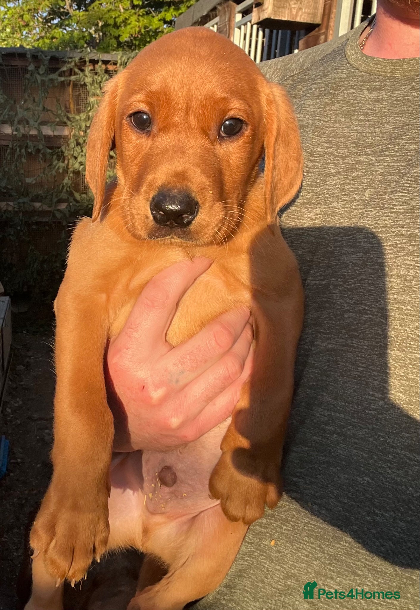 Labrador Retriever dogs KC Reg Fox Red Labrador Pups  - Advert 2