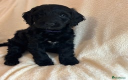 Cockapoo dogs for sale: Ready now and complete health check ❤️ - Image 7