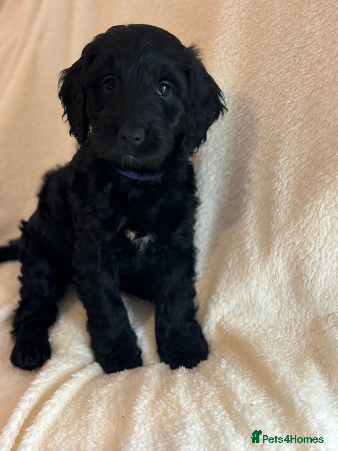 Cockapoo dogs for sale: Ready now and complete health check ❤️ - Image 7