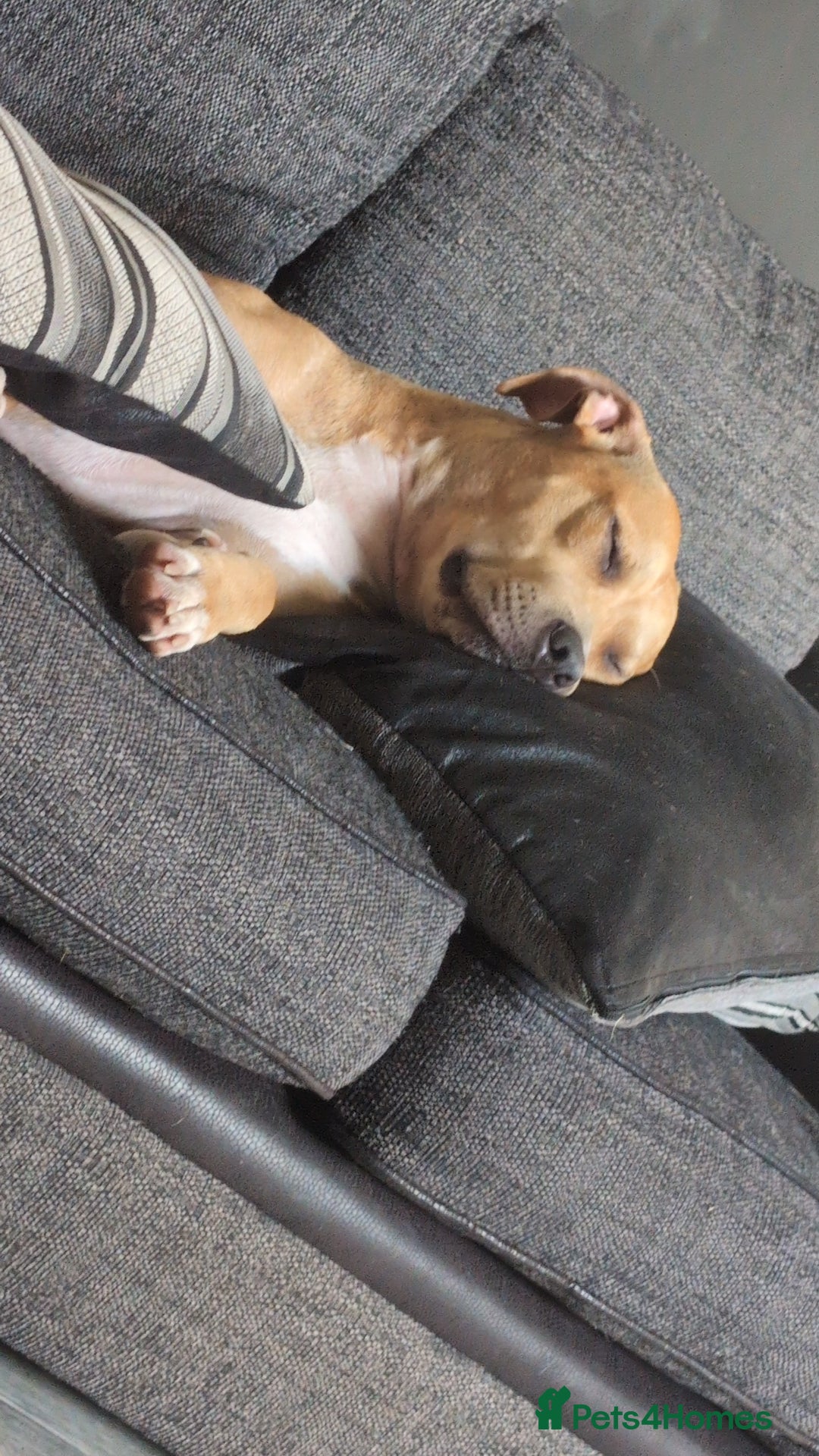 Mixed Breed dogs for sale: Gorgeous girl - Image 2