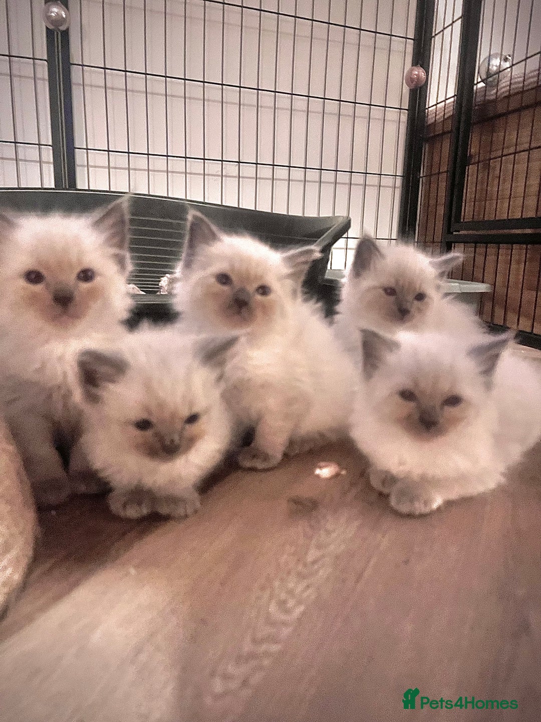 Ragdoll cats for sale: Ragdoll kittens ready the 15th September - Image 11