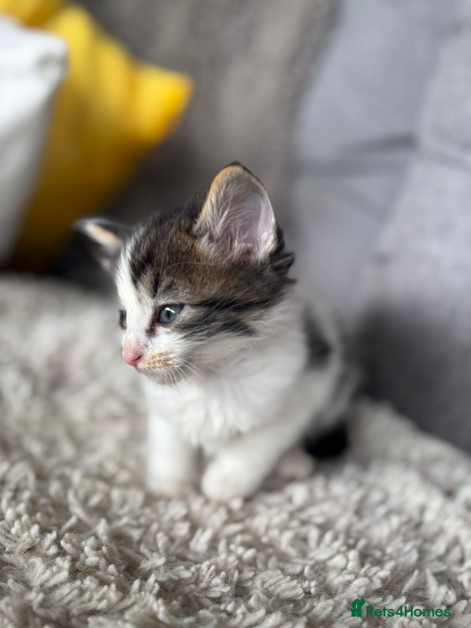 Mixed Breed cats for sale: BEAUTIFUL KITTENS FOR SALE!💕 in Sandbach - Advert 20