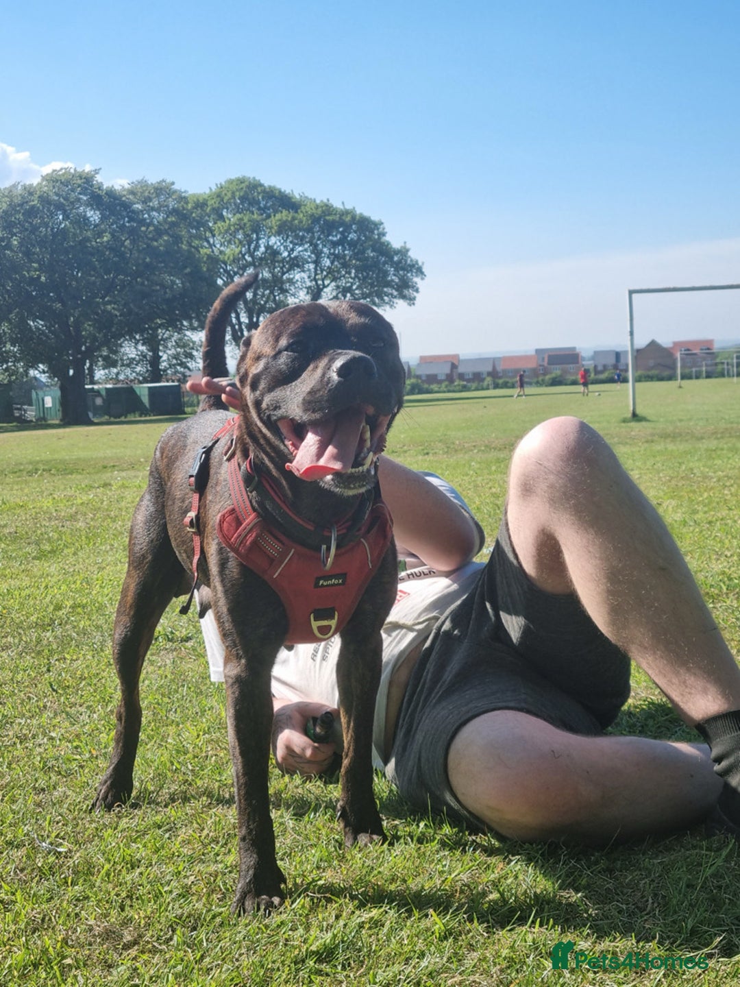 Mixed Breed dogs for sale: Beautiful Zara  - Advert 3