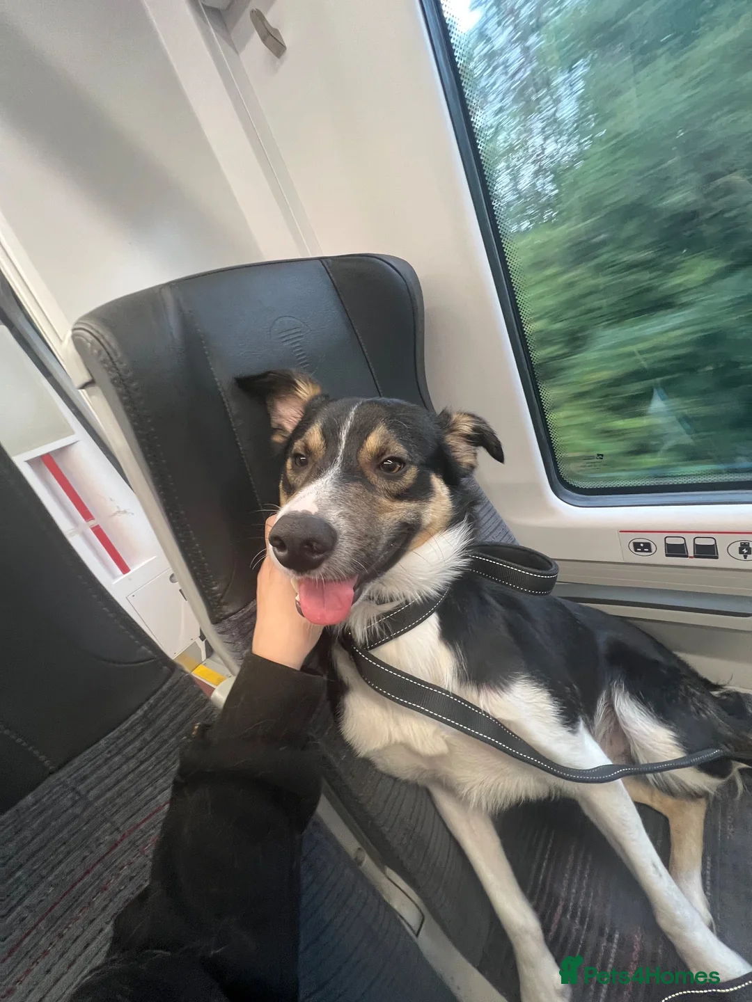 Border Collie dogs for sale: 1 Year Old Border Collie Looking for Home in Colwyn Bay - Advert 2