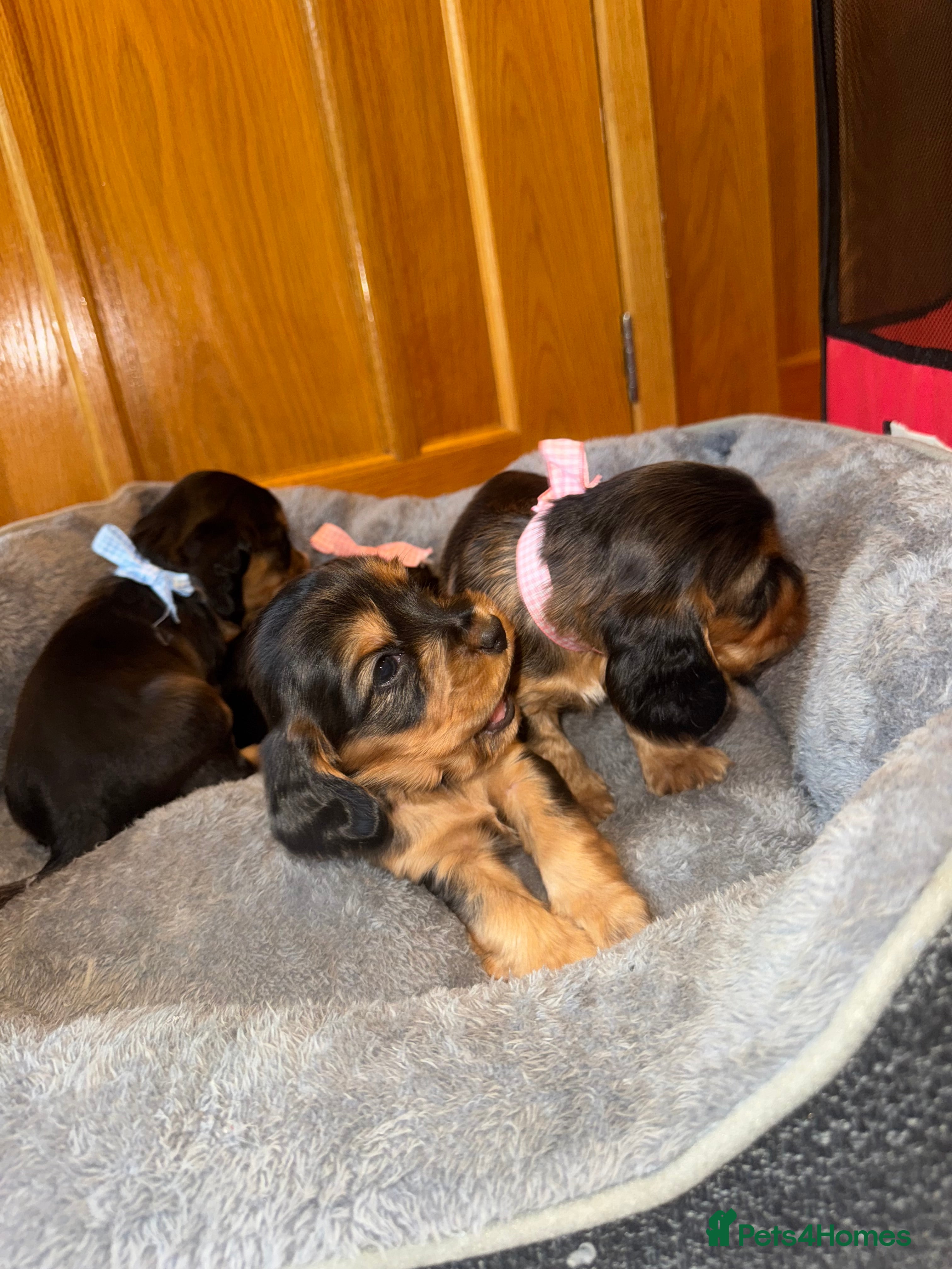 Cocker Spaniel dogs 1 Girl SHOW TYPE COCKER puppy’s READY TO LEAVE  - Advert 7