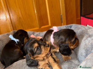 Cocker Spaniel dogs 1 Girl SHOW TYPE COCKER puppy’s READY TO LEAVE - Advert 3