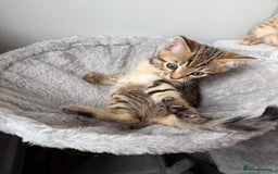 Bengal cats for sale: 2 bengal kittens left for sale to loving home - Image 14