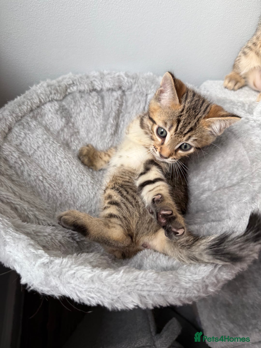 Bengal cats for sale: 2 bengal kittens left for sale to loving home - Image 14