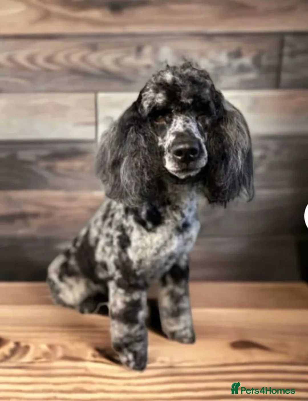 Bordoodle dogs for sale: Bordoodle puppy - Advert 2