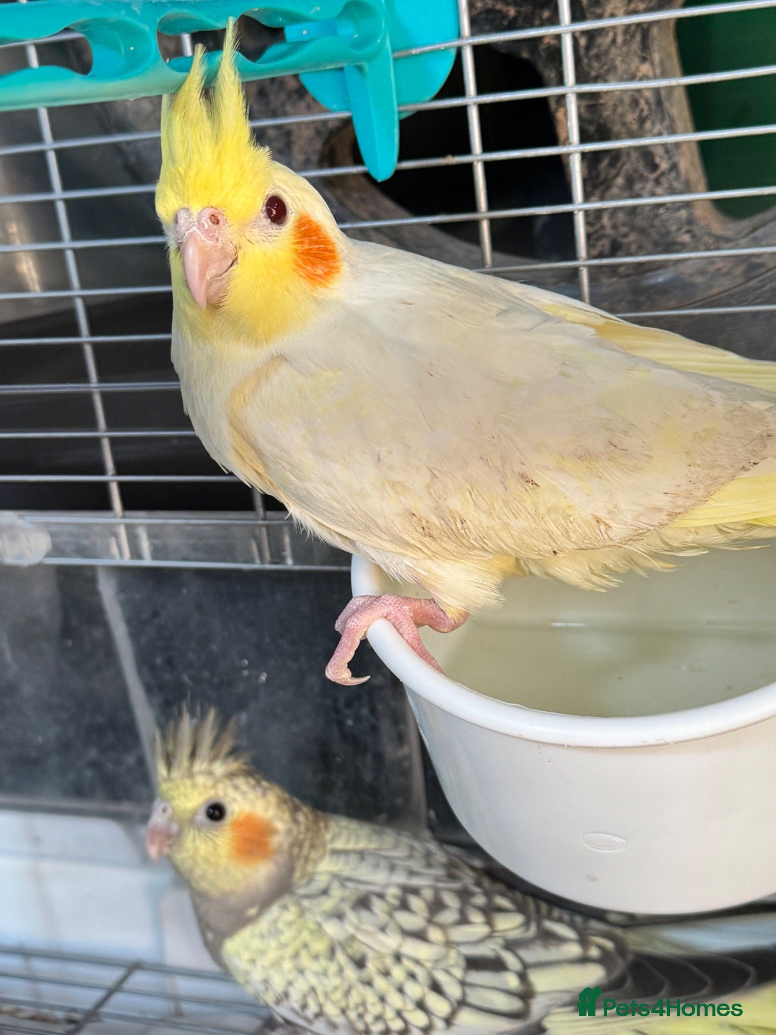 Cockatiels birds Baby cockatiels ready to leave now  - Advert 2