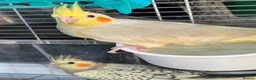 Cockatiels birds for sale: Baby cockatiels ready to leave now  - Advert 2