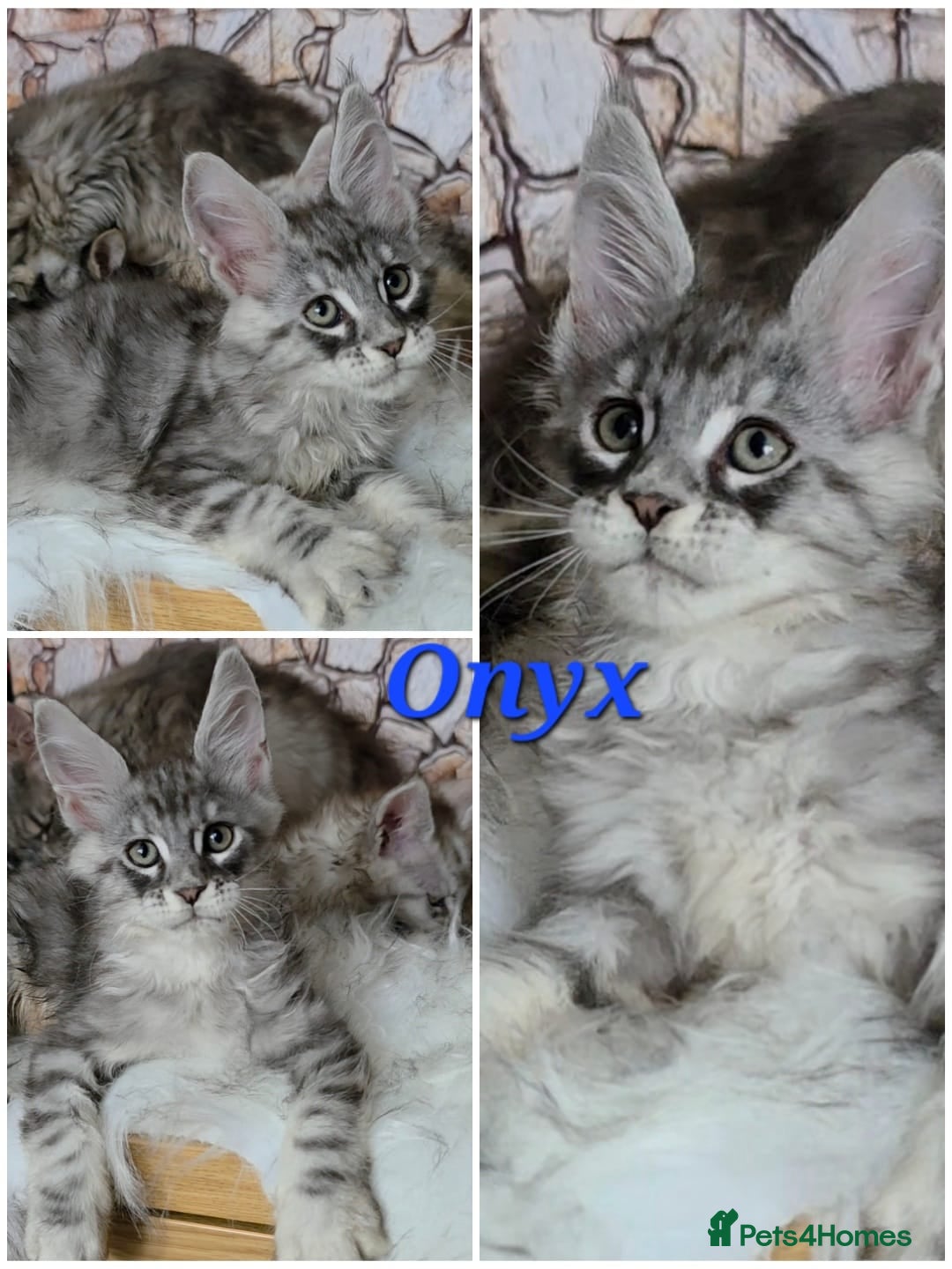 Maine Coon cats ✅✅❤️Show Quality Registered Maine Coon Kittens❤️✅✅ - Advert 1