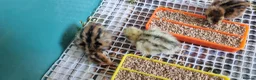 Quail poultry for sale: Coturnix quail chics  - Advert 3
