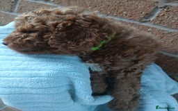 Cockapoo dogs for sale: READY NOW 5* F2B Merle Cockapoos - Image 10