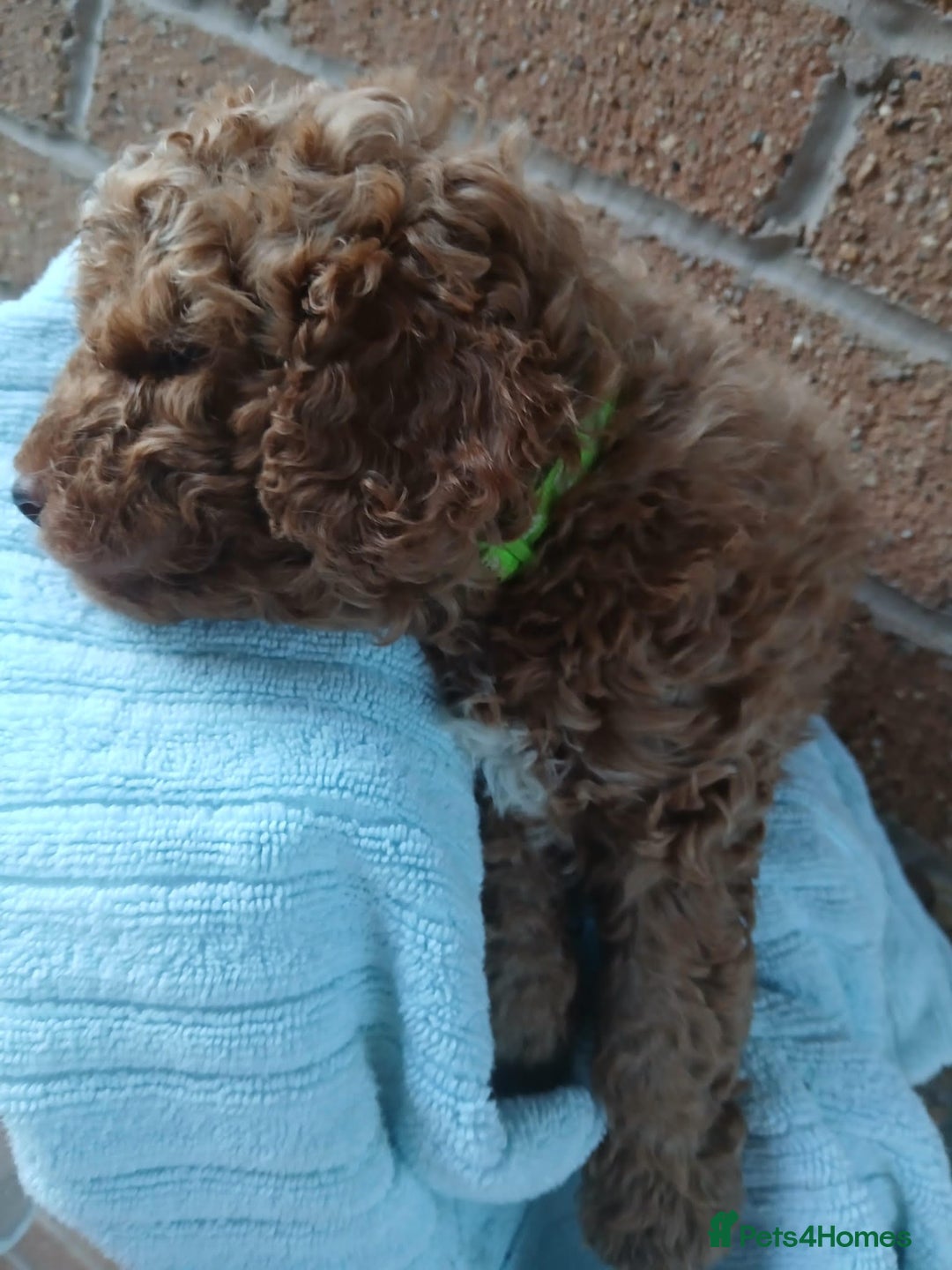 Cockapoo dogs for sale: READY NOW 5* F2B Merle Cockapoos - Image 10