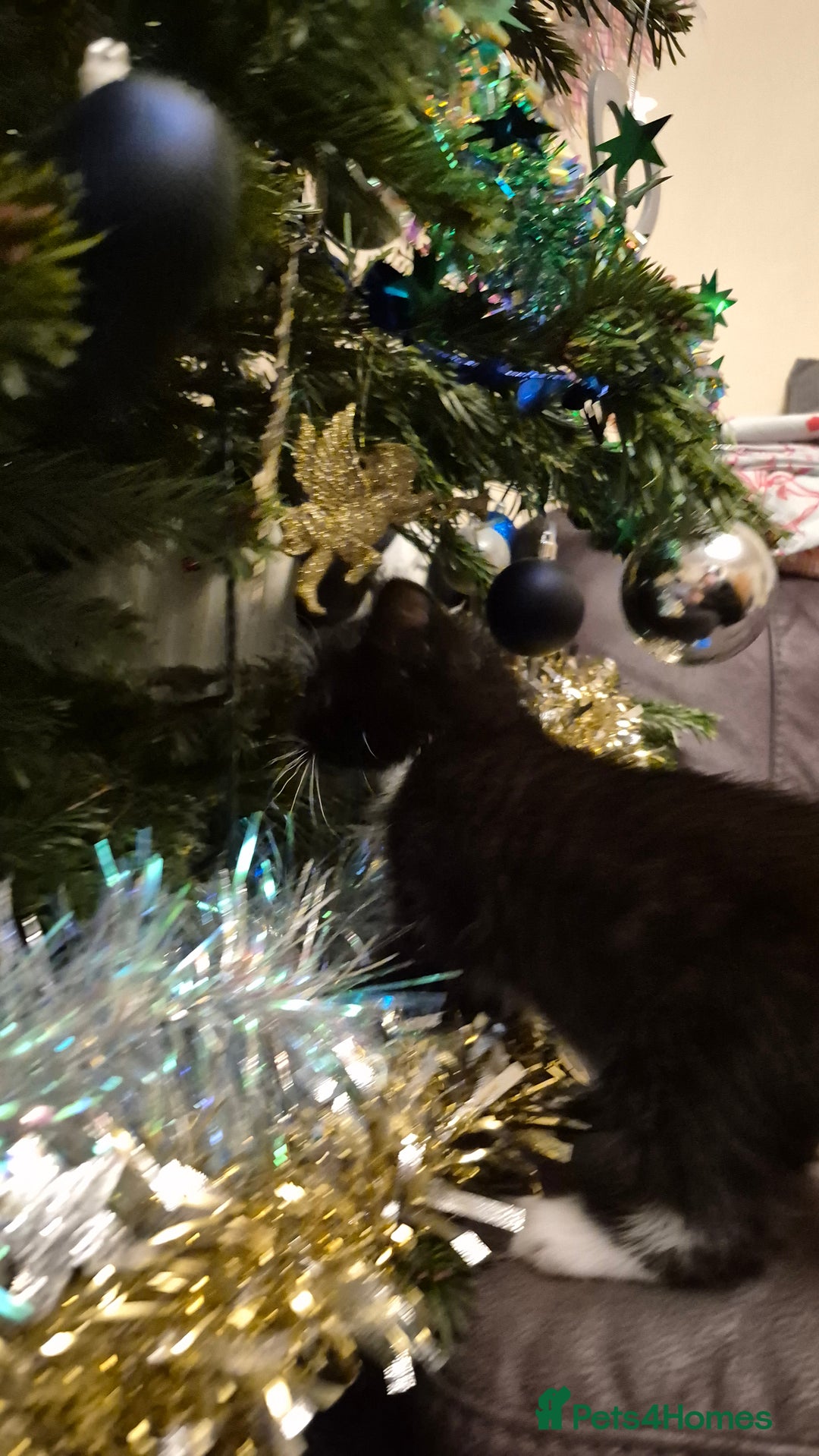 Mixed Breed cats for sale: Kittens  - Advert 11