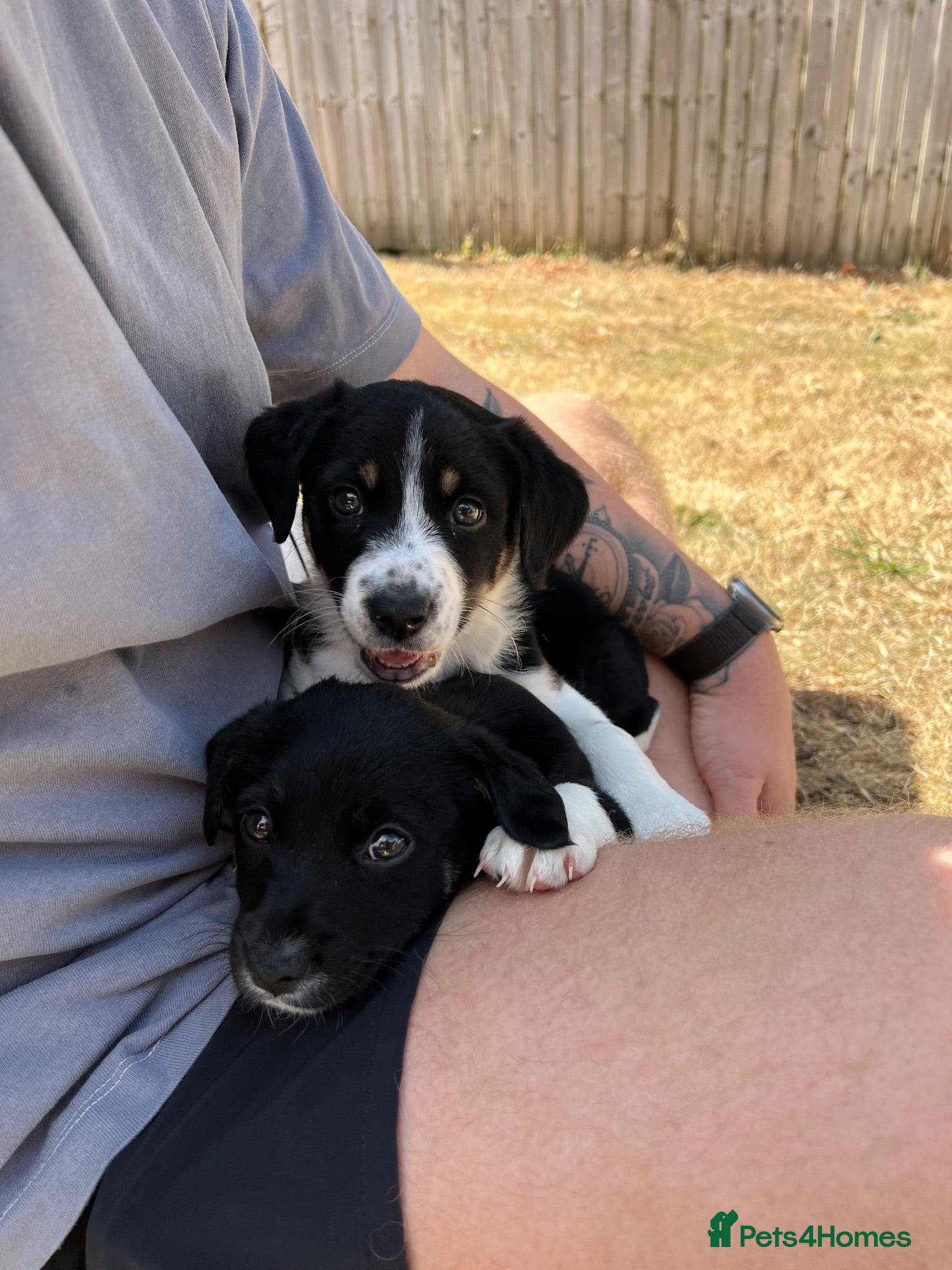 Border Collie dogs Beautiful Border Collie Puppies – 6 weeks old! - Advert 9