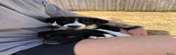 Border Collie dogs for sale: Beautiful Border Collie Puppies – 8 weeks old! - Advert 1